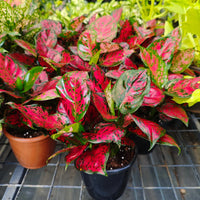 Aglaonema mixed seeds suitable for shaded gardens and indoor plant collections
