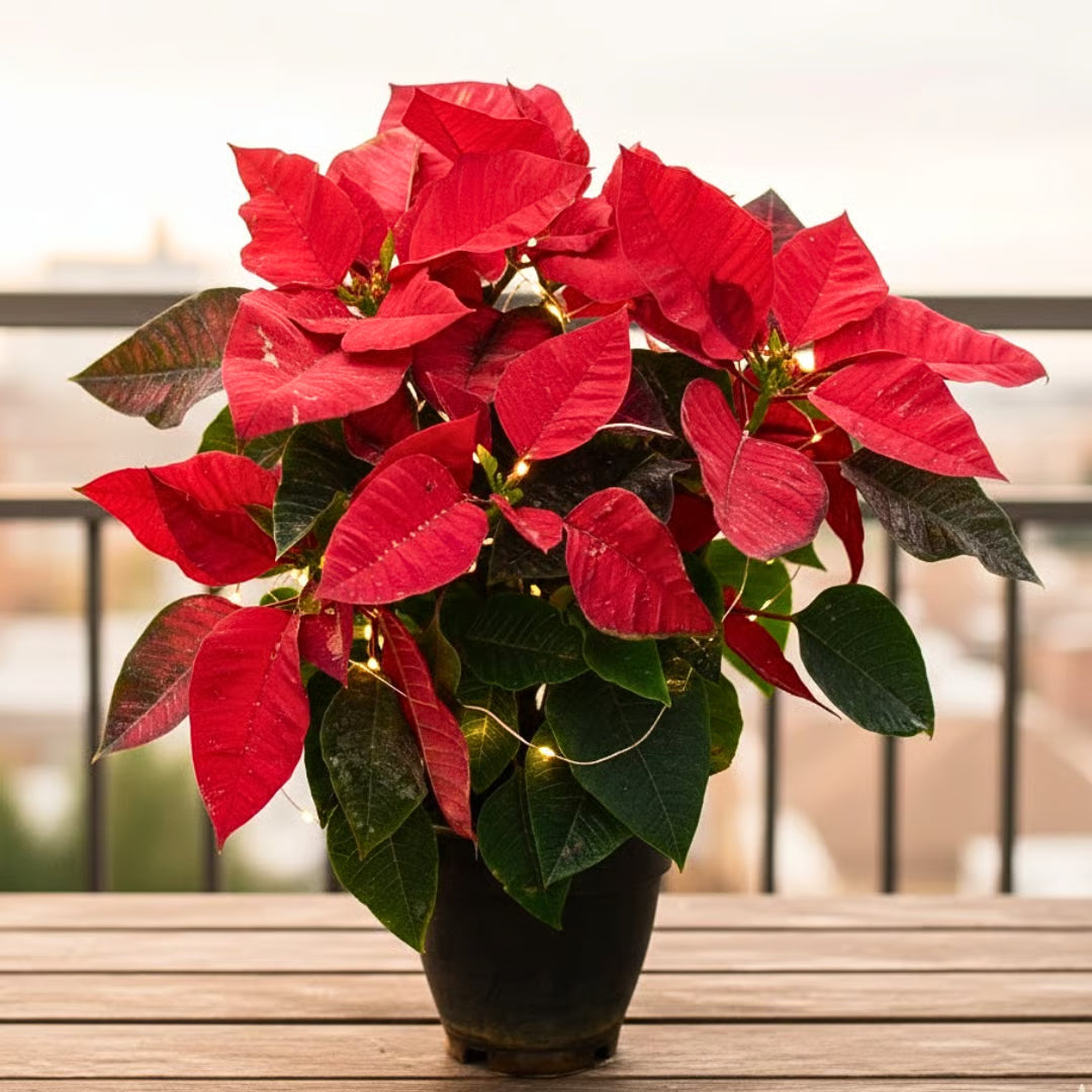 Poinsettia Flower seeds for Planting - Bright Blooms, Heirloom & GMO Free Seeds for Home Garden