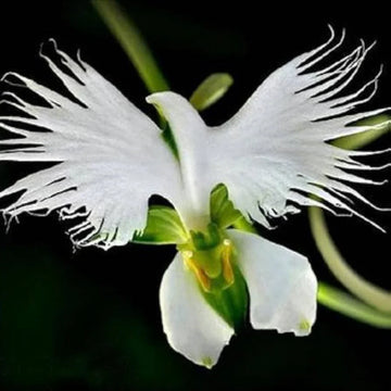 Aigrette Orchid Seeds for Easy Planting