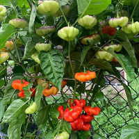 Ajicito Aji Dulce sweet pepper plants growing in a home garden.