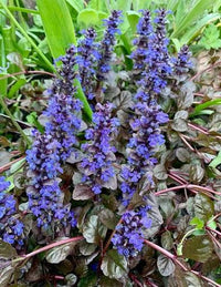 Blue Ajuga flowers blooming in a shaded garden border.
