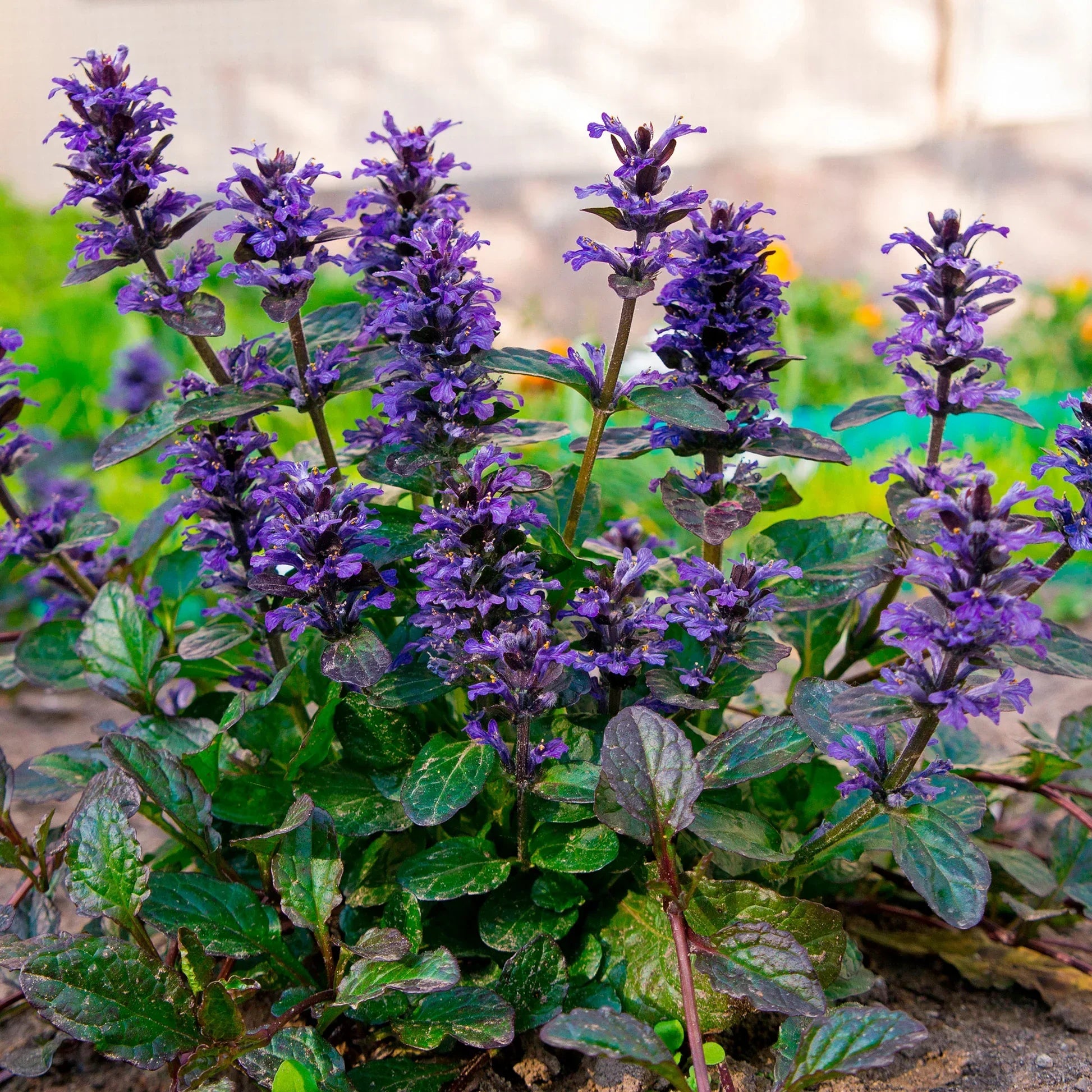 Ajuga flowers creating colorful ground cover in a home garden.