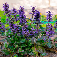 Ajuga flowers creating colorful ground cover in a home garden.