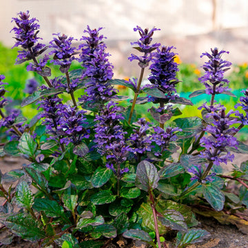 Ajuga flowers creating colorful ground cover in a home garden.