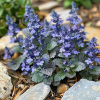 Ajuga Reptans plants with blue flower spikes growing as ground cover.