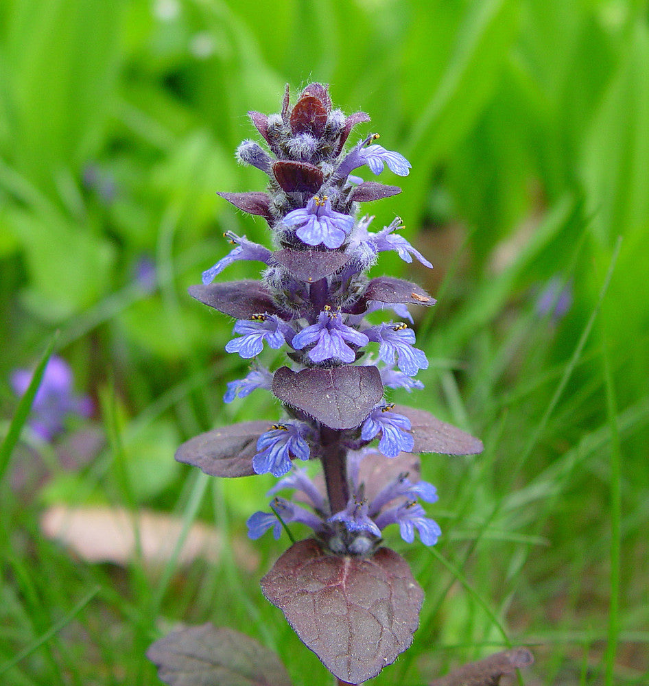 Ajuga Reptans Flower seeds for Planting Premium Quality Heirloom & GMO Free Seeds for Home Garden