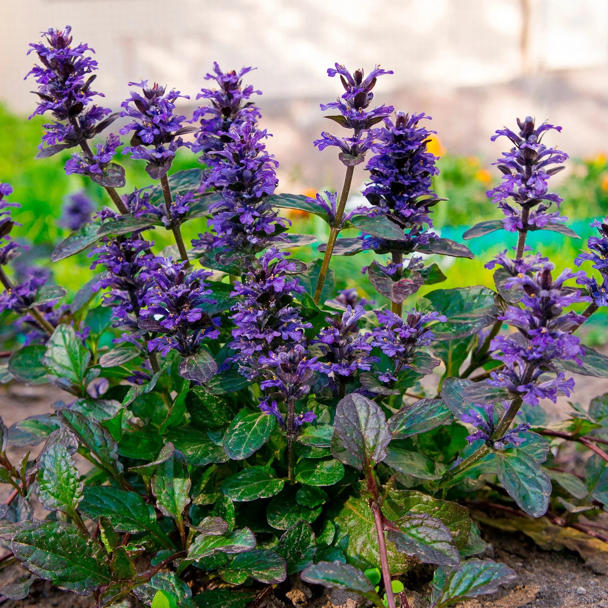 Ajuga reptans ground cover seeds suitable for rock gardens and containers.