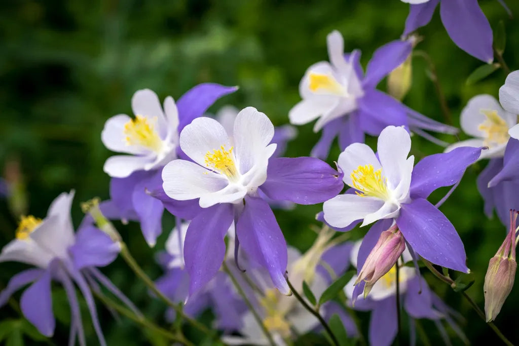 Aquilegia Flower seeds for Planting Low Maintenance Heirloom & GMO Free Seeds for Home Garden 
 
 Sale for planting in home garden