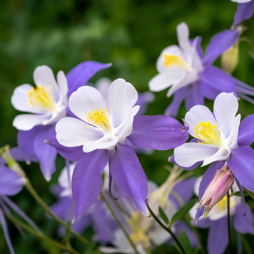 Colorado Blue Flower Seeds for Planting  Brighten Your Garden with Stunning Blooms