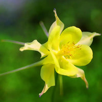 Akelei Yellow Flower Seeds for Planting , Premium Quality Seeds