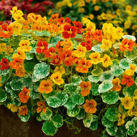 Whirlybird Mix Nasturtium Flower Seeds – Colorful Blooms for Garden Planting