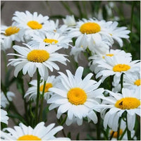 Alaska Shasta Daisy seeds for home flower garden planting