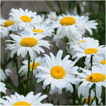 Alaska Shasta Daisy seeds for home flower garden planting