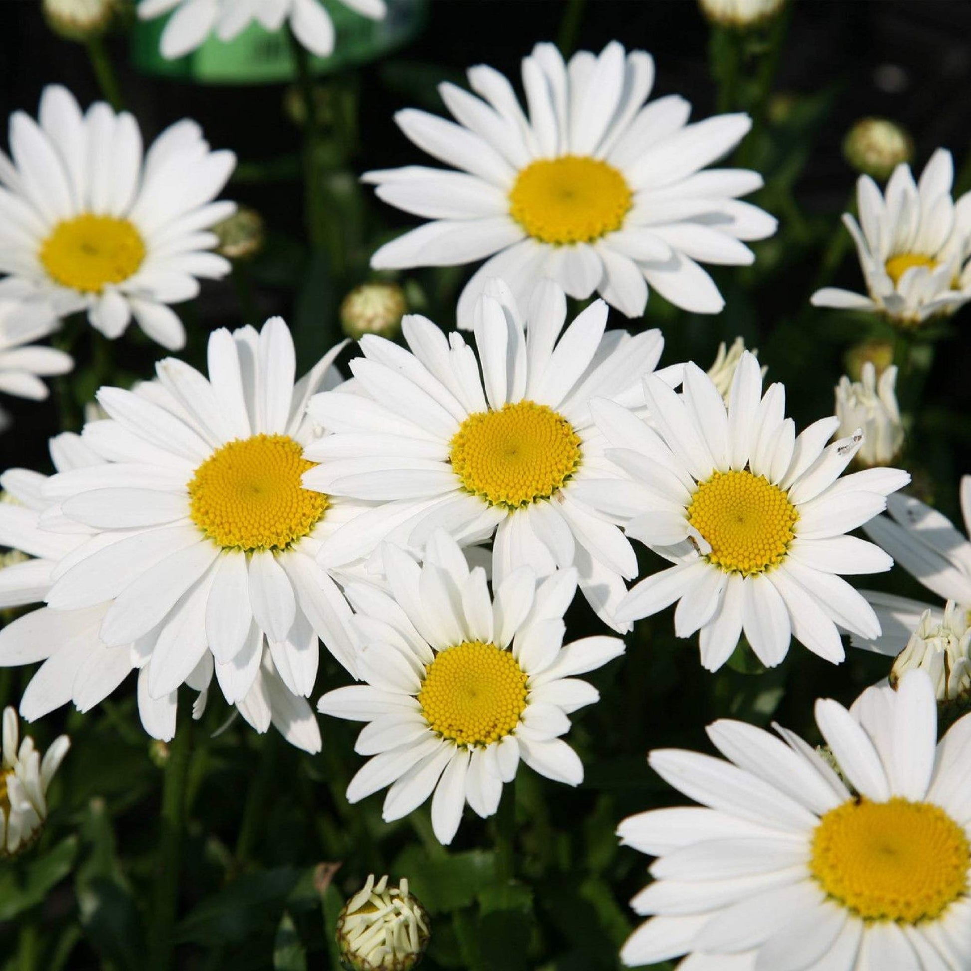 Heirloom Alaska Shasta Daisy with large white blooms growing in a garden