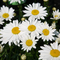 Heirloom Alaska Shasta Daisy with large white blooms growing in a garden