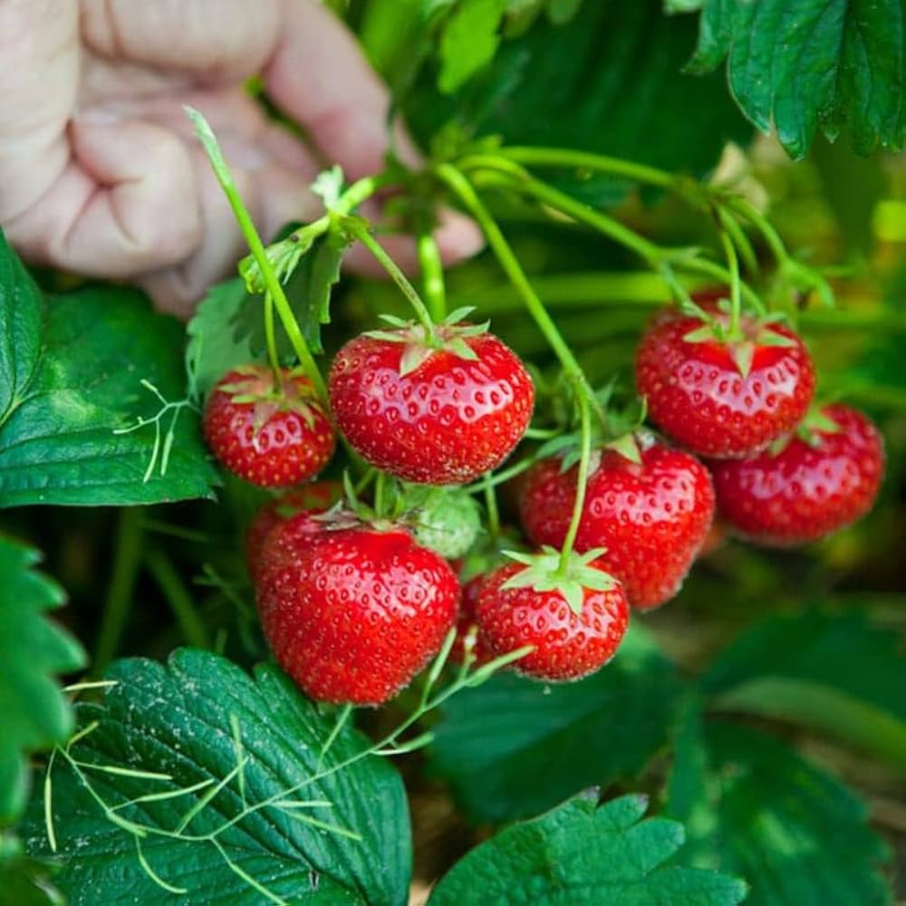 Albion Strawberry seeds for growing in hanging baskets and outdoor gardens.