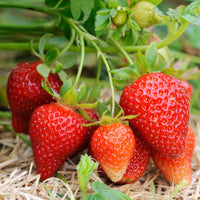 Albion Strawberry seeds for planting in home gardens and raised beds.