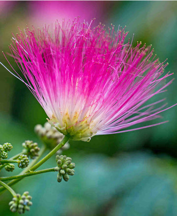 Albizia julibrissin tree seeds suitable for parks and spacious outdoor areas.
