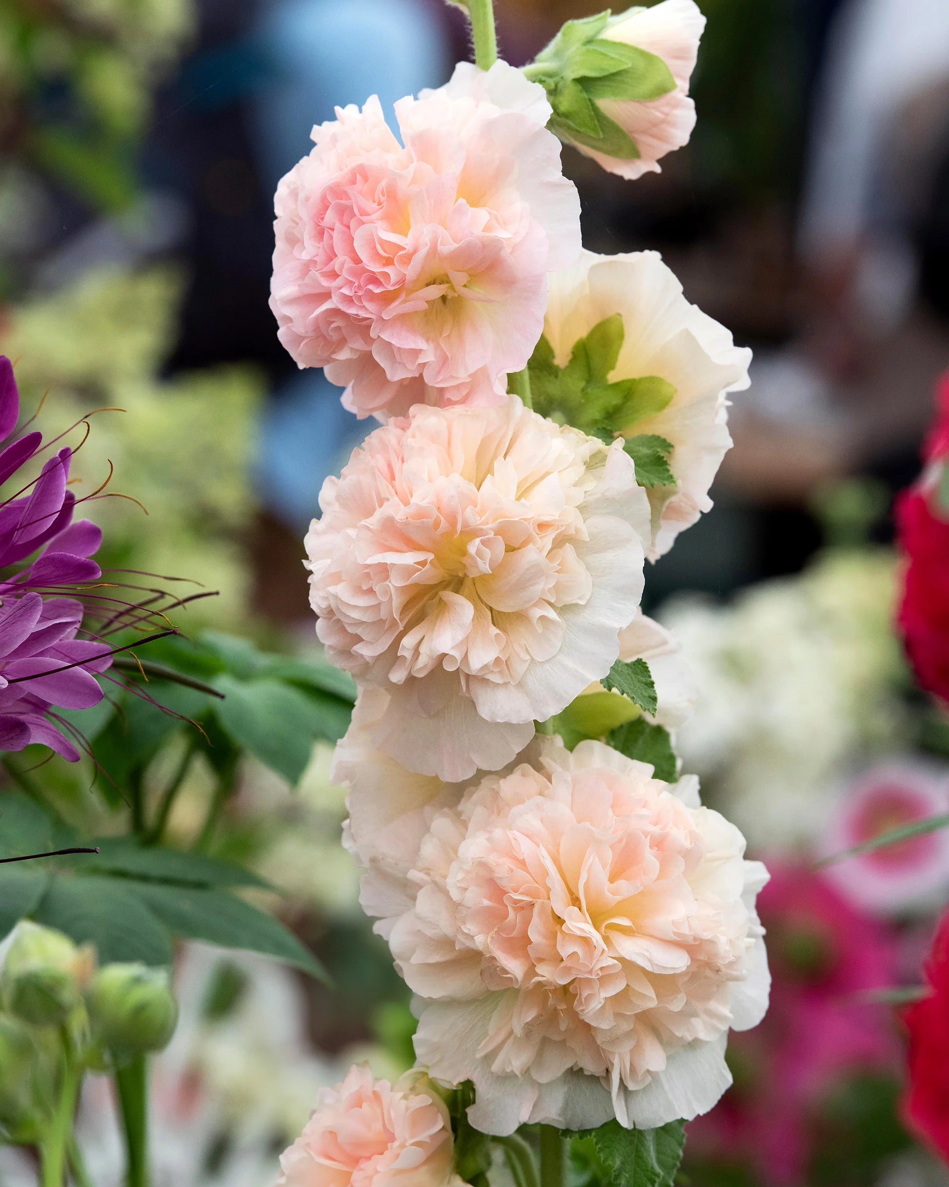 Orange Hollyhock Alcea rosea Flower Seeds for Planting in Flower Bed