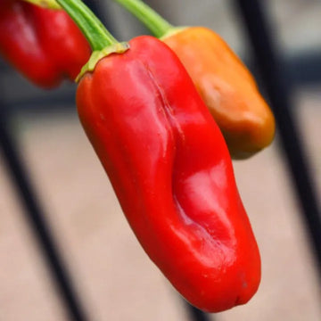 Aleppo Hot Pepper Seeds for Planting