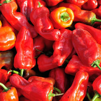 Aleppo Hot Pepper Plants Growing in Home Garden