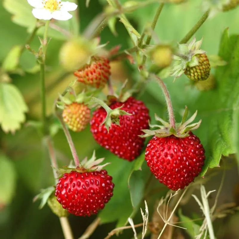 Alexandria Red alpine strawberry plant growing in a garden
