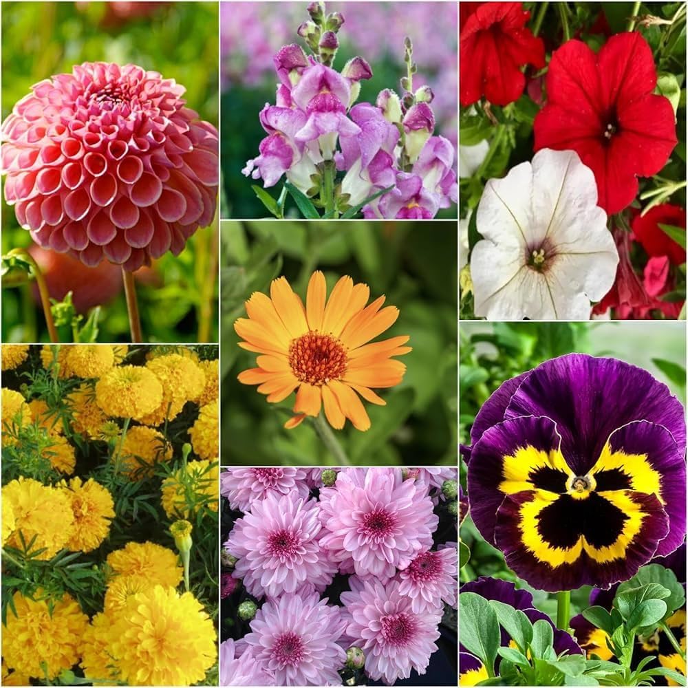 All-in-One Flower Seed Mix for colorful outdoor garden planting.