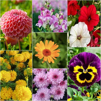 All-in-One Flower Seed Mix for colorful outdoor garden planting.