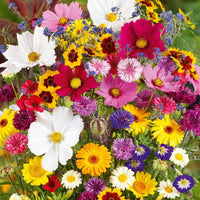 All-in-One Garden Mix flower seeds for colorful outdoor planting.