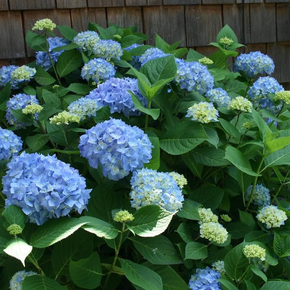 All Season Dwarf Hydrangea flower seeds for planting in home gardens.