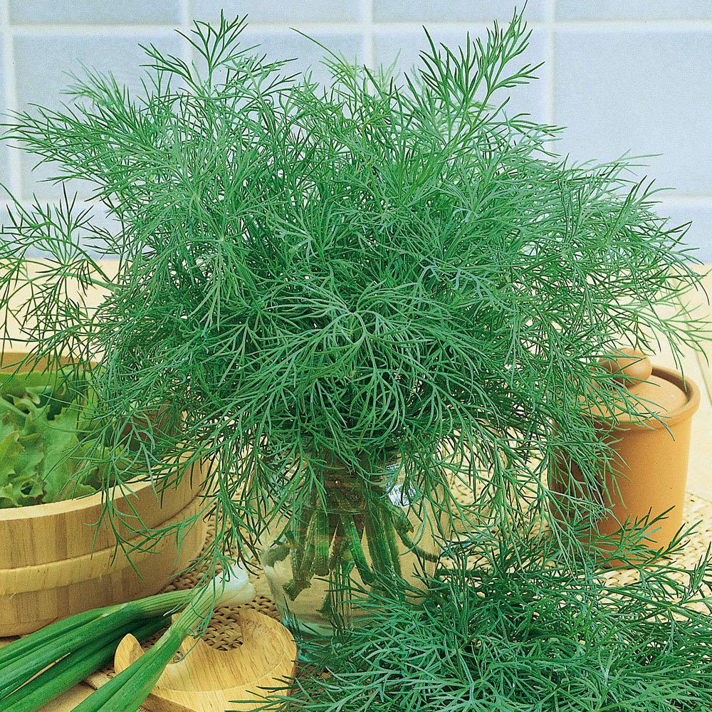 Alligator Giant dill plants growing in a home herb garden.