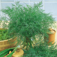 Alligator Giant dill plants growing in a home herb garden.