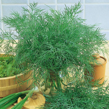 Alligator Giant dill plants growing in a home herb garden.