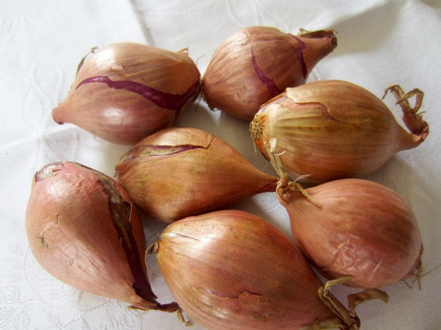 Allium Cepa Var Aggregatum Shallots Growing in Garden