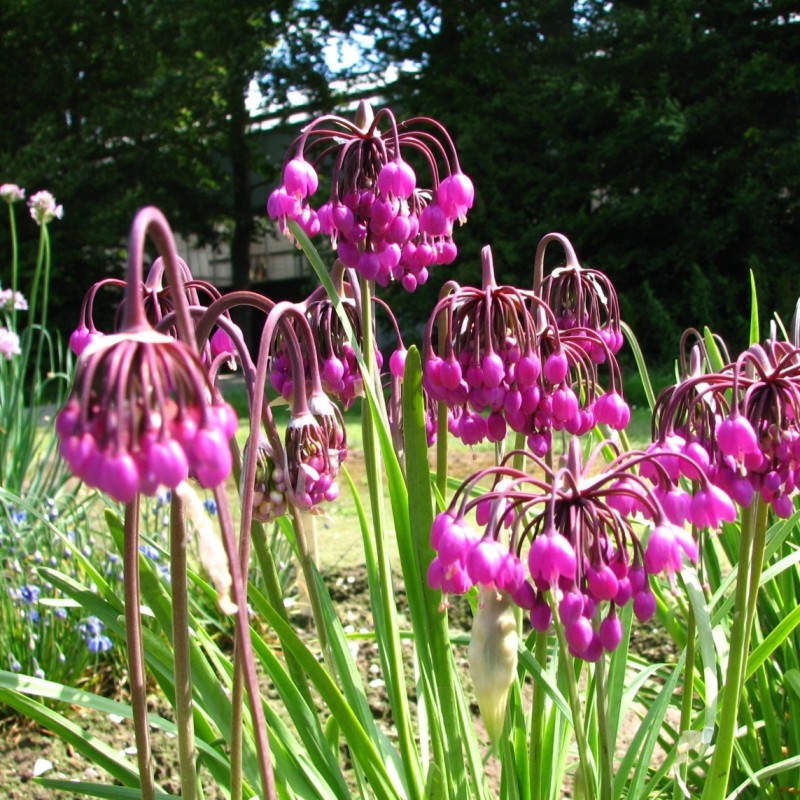 Purple Cernuum Flower seeds for Planting - Hardy Variety, Heirloom & GMO Free Seeds for Home Garden