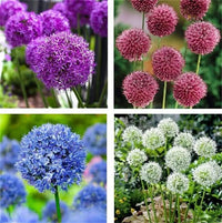 Allium giganteum seeds suitable for raised beds, borders, and containers.
