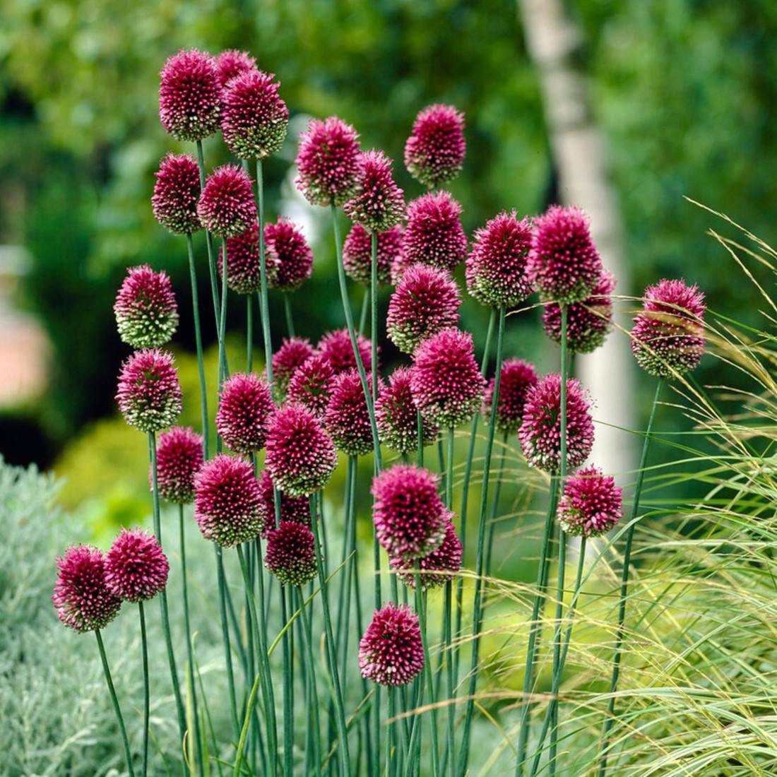 Nickende Zwiebel Allium sphaerocephalon Native Wildflower Seeds for Planting in Garden
