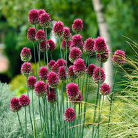 Nickende Zwiebel Allium sphaerocephalon Native Wildflower Seeds for Planting in Garden