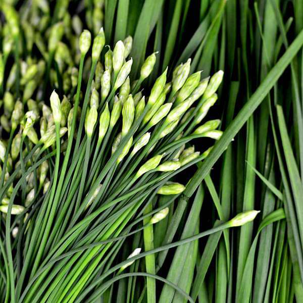 Allium tuberosum garlic chives growing in a container garden