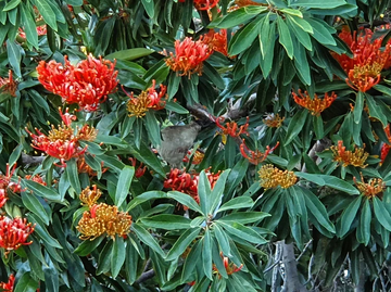 Alloxylon Tree Seeds for Planting at Home