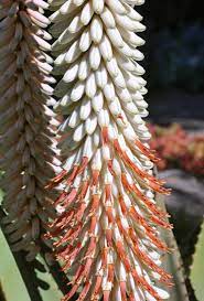 Aloe Ferox White Seeds Germinating in Potting Soil