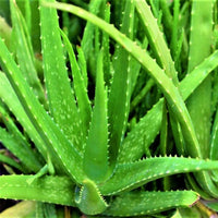 Healthy Aloe Vera plant thriving in a sunny home garden container.