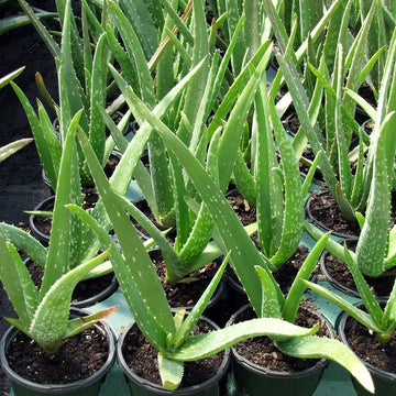 Aloe Vera seeds for planting in indoor pots and outdoor containers.