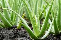 Green Aloe Vera for Planting Garden Favorite Heirloom & GMO Free Seeds for Home Garden 
 
 Sale