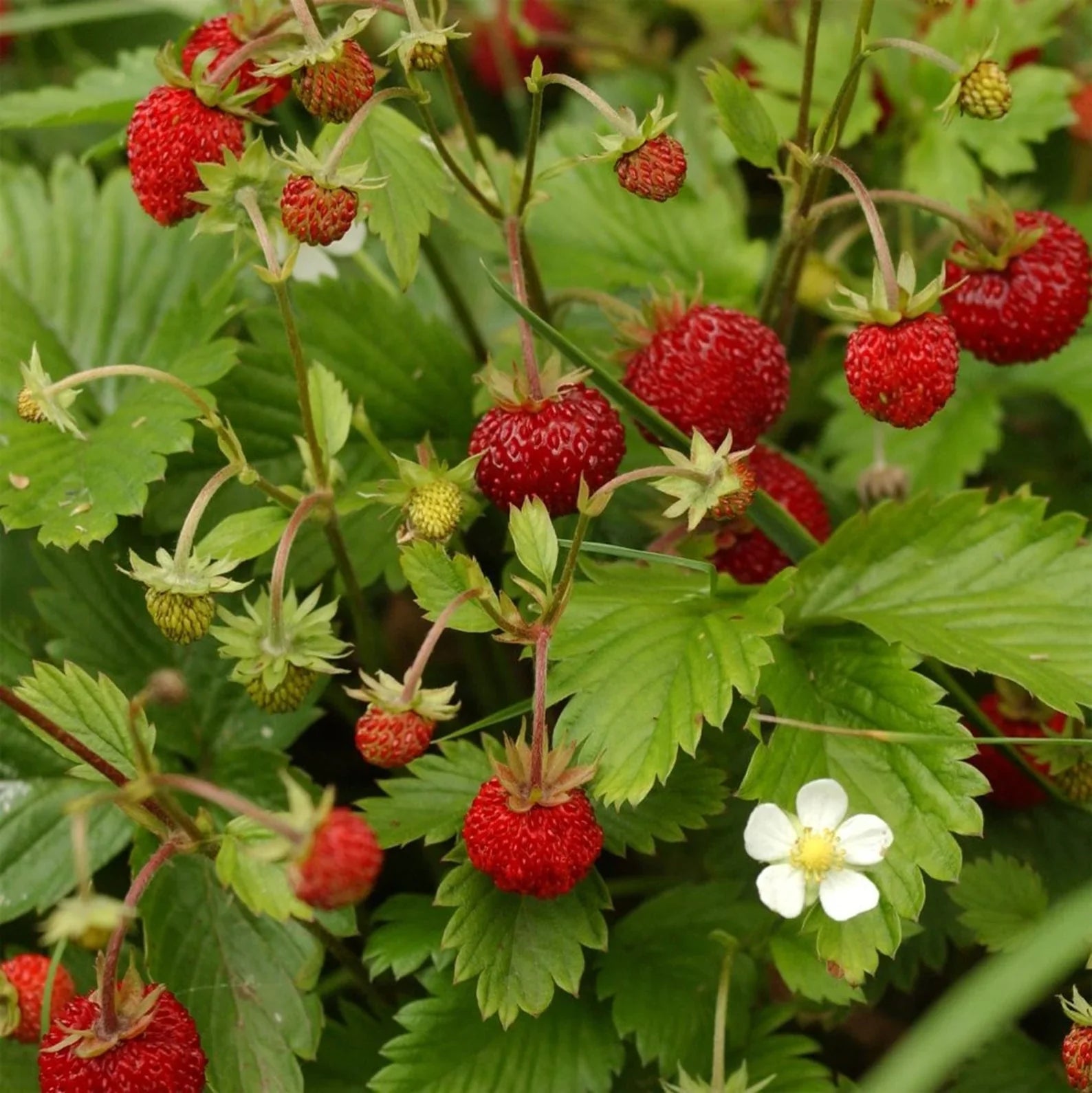 Alpine Strawberry Alexandria Red seeds for home garden planting