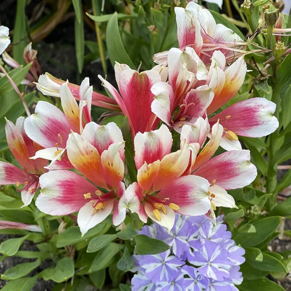 Alstroemeria flowers growing in a vibrant garden border.