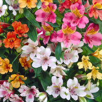 Alstroemeria mix flower seeds for planting with colorful perennial blooms for home gardens and containers.