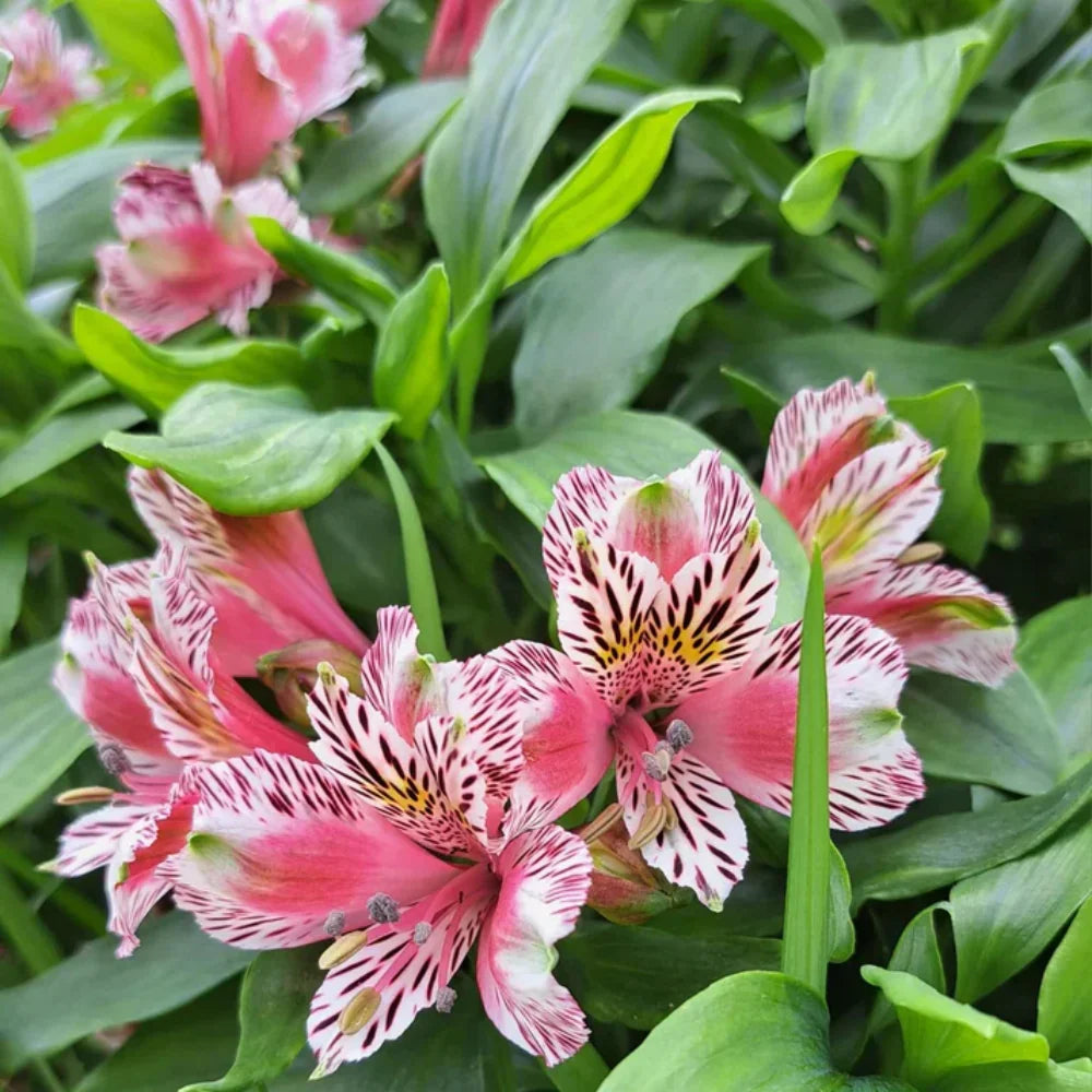 Alstroemeria Peruvian Lily flower seeds for planting in home gardens and containers.