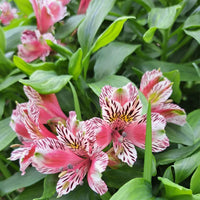 Alstroemeria Peruvian Lily flower seeds for planting in home gardens and containers.