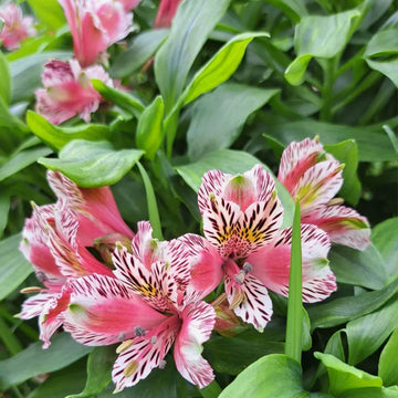 Alstroemeria Peruvian Lily flower seeds for planting in home gardens and containers.